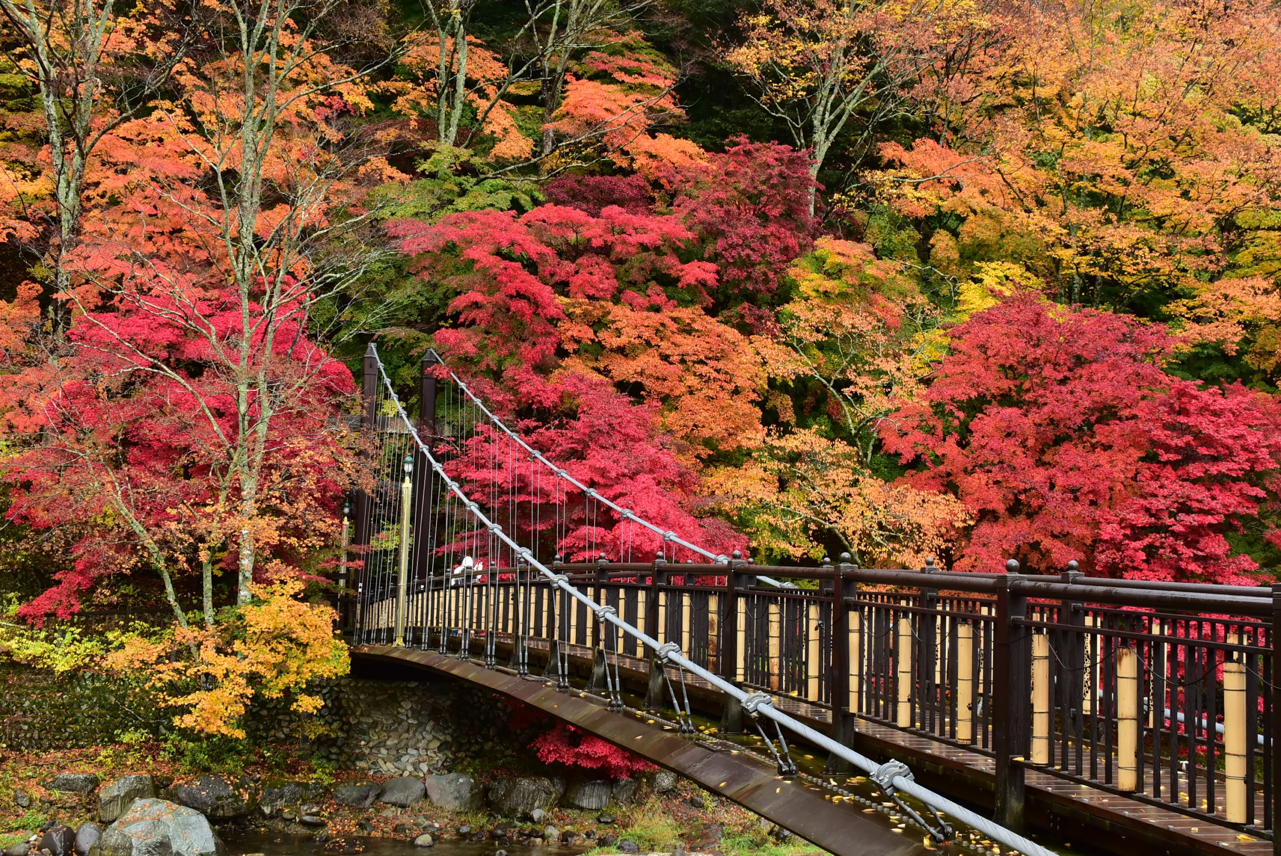 紅の吊橋_紅葉