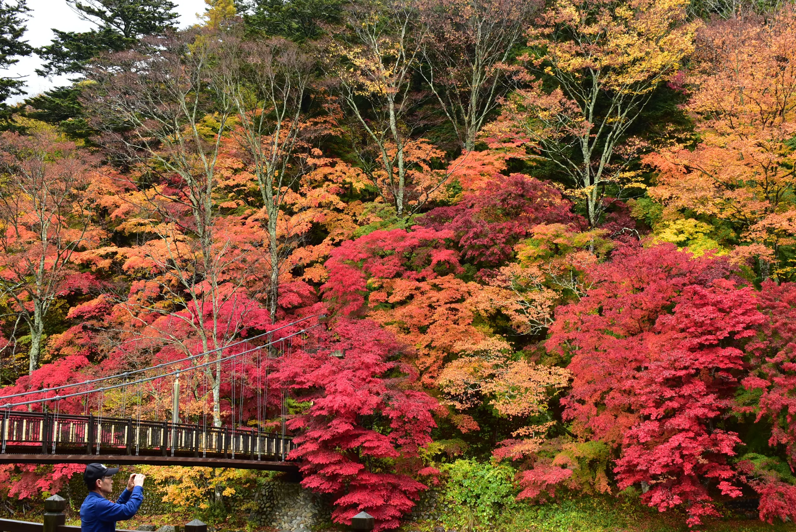 紅の吊橋_紅葉3
