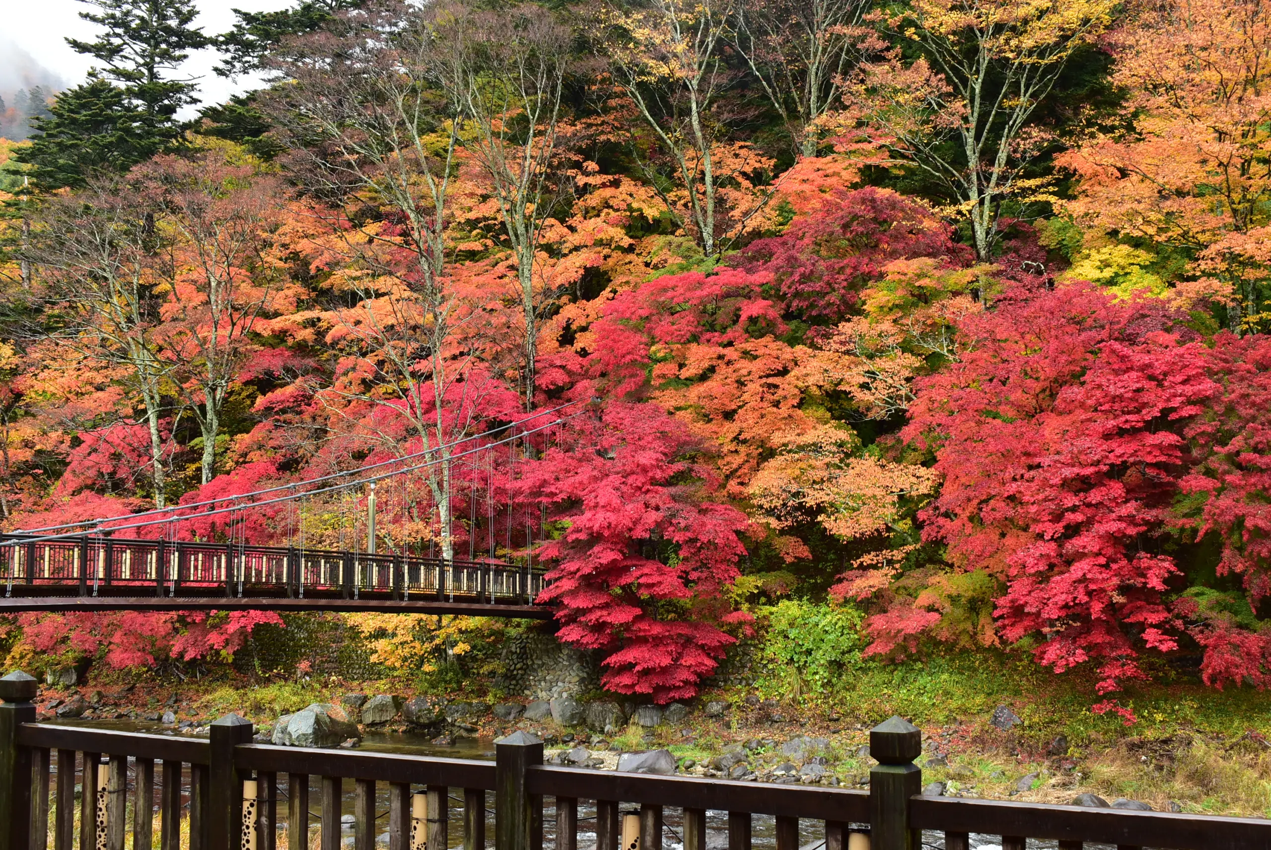 紅の吊橋_紅葉4