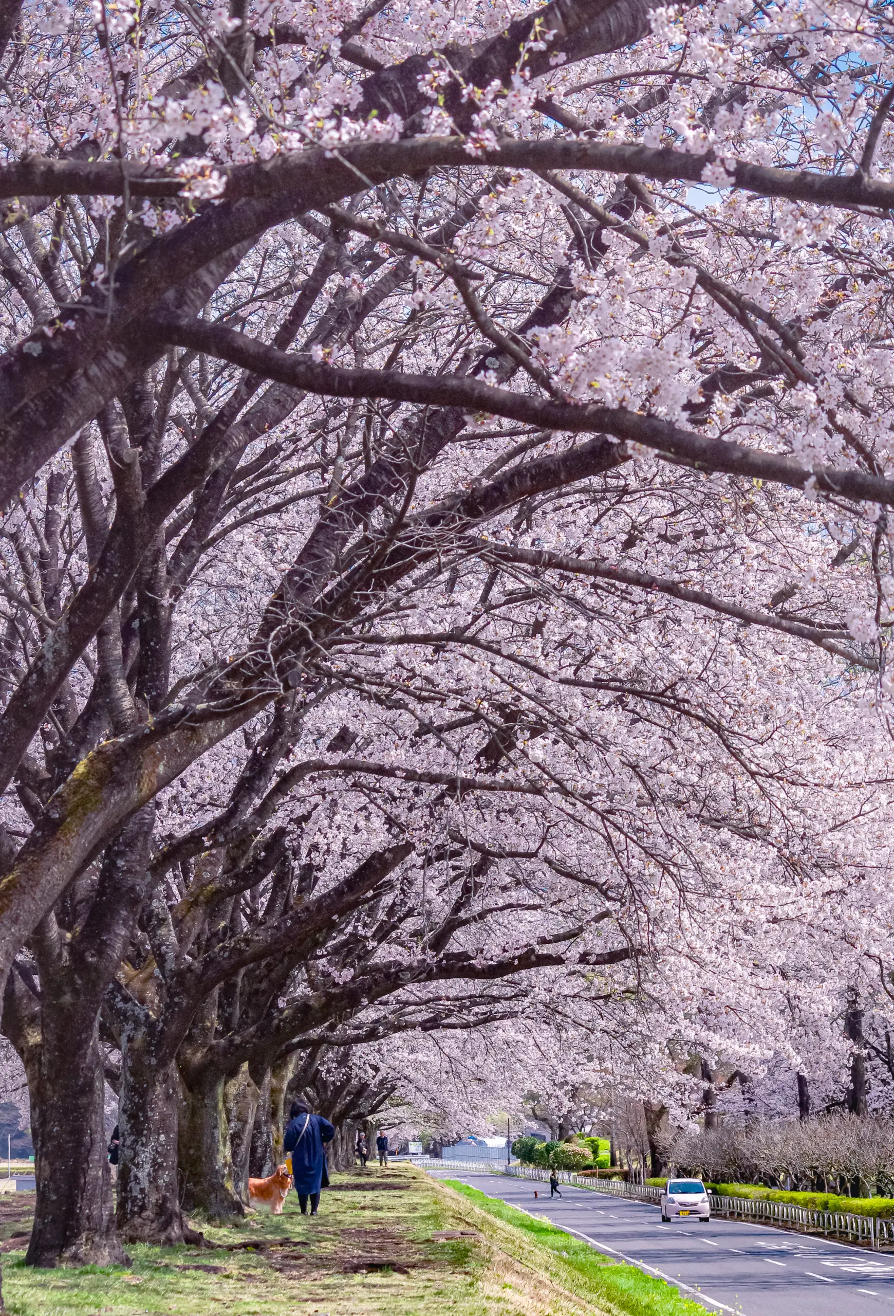 那珂川河畔公園_桜