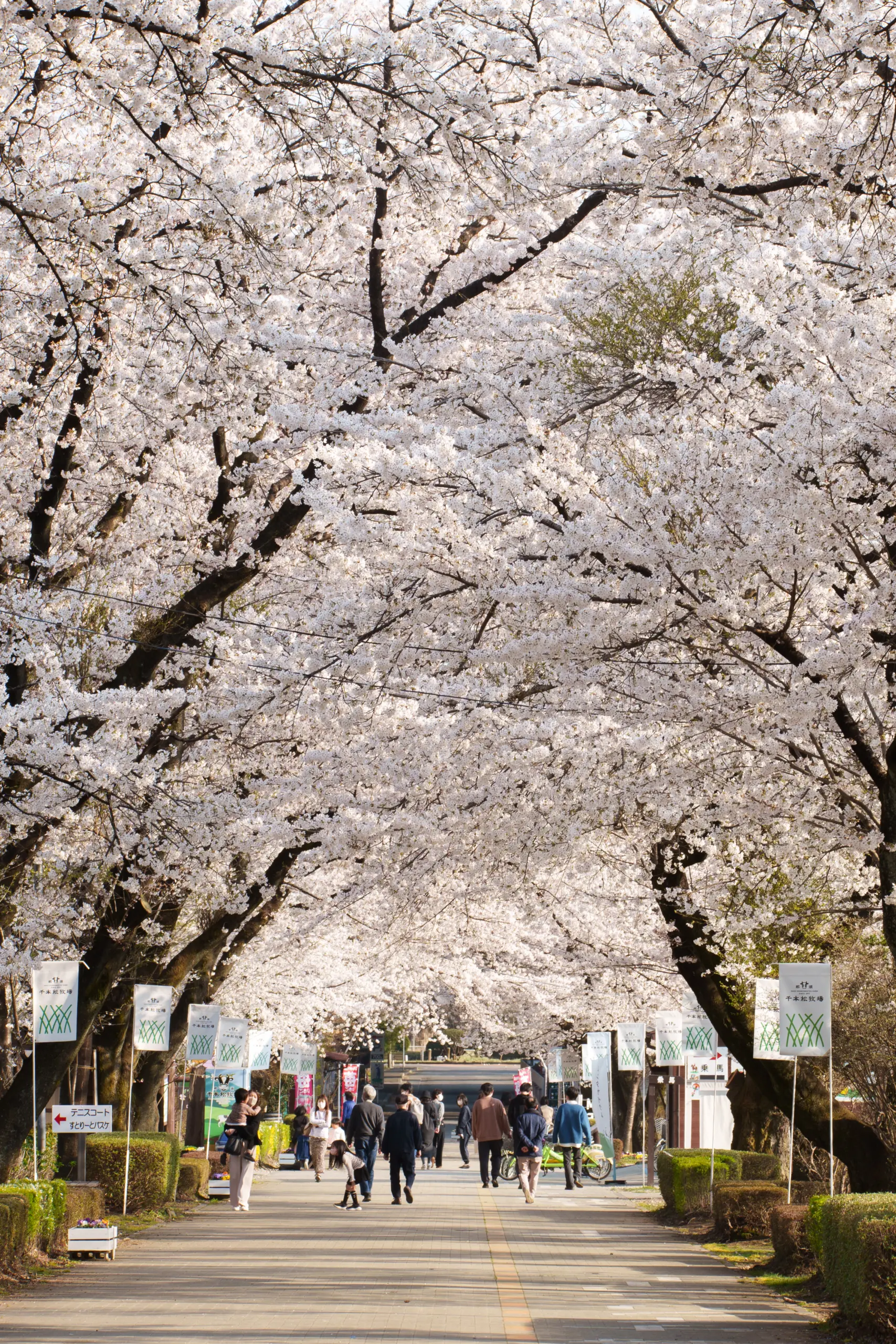 那須千本松牧場_桜
