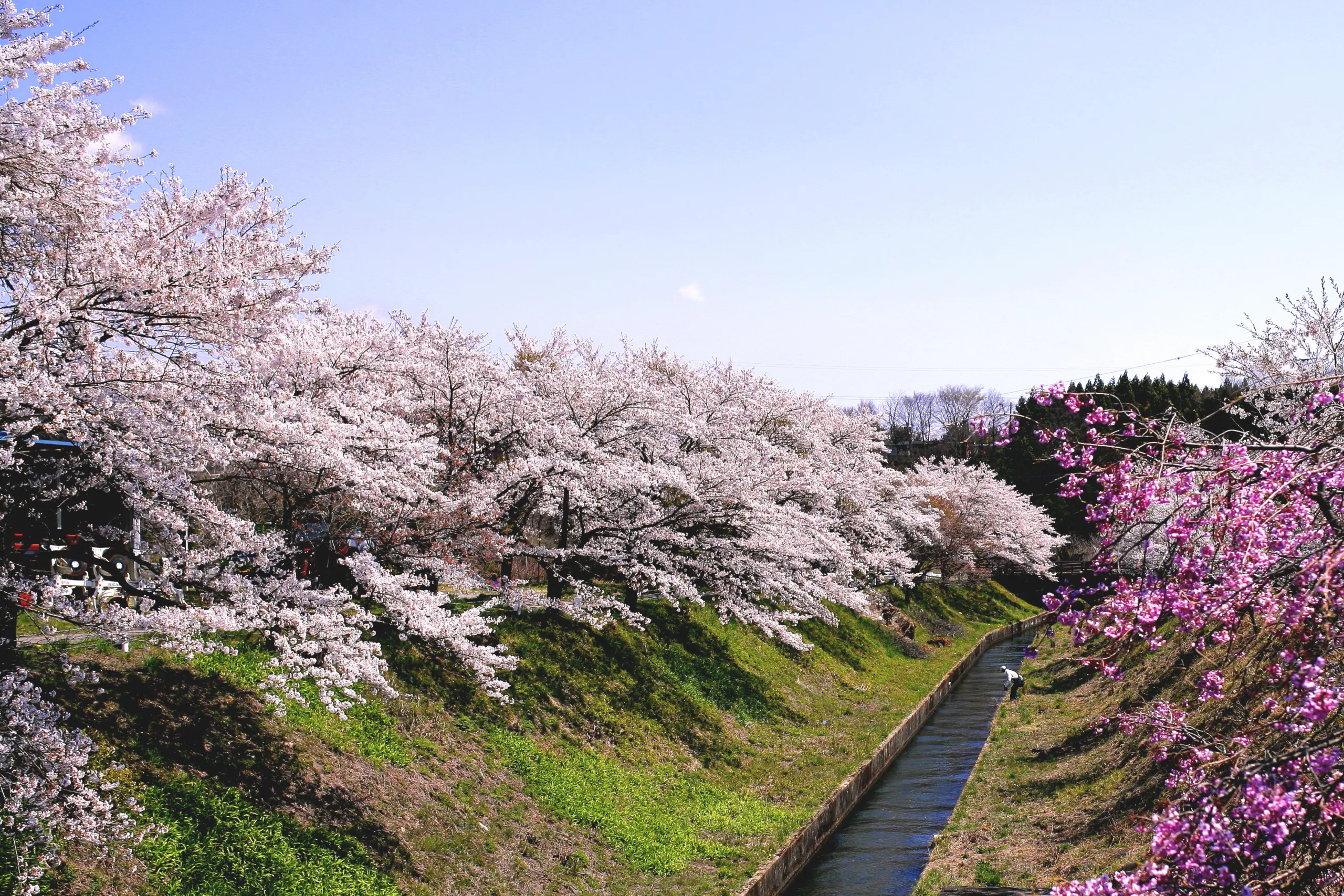 那須疏水_桜