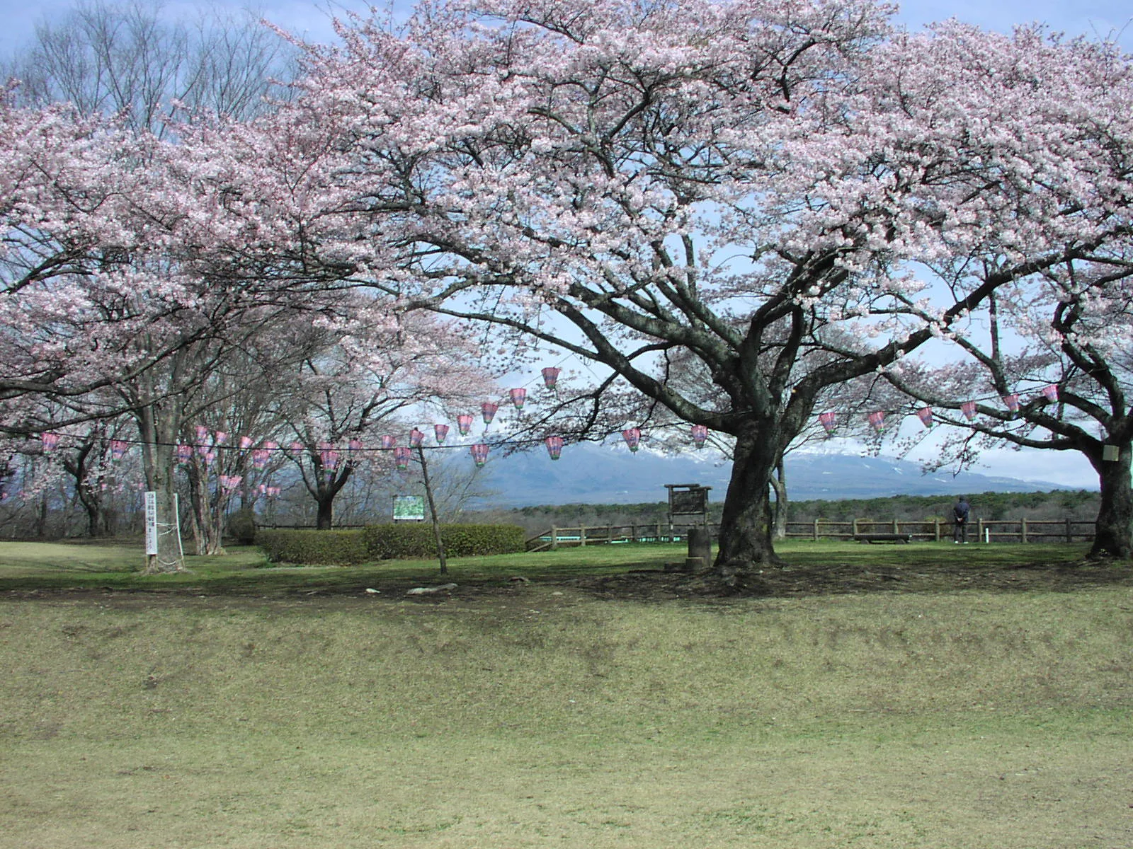 春の黒磯で桜を見ながら街めぐり