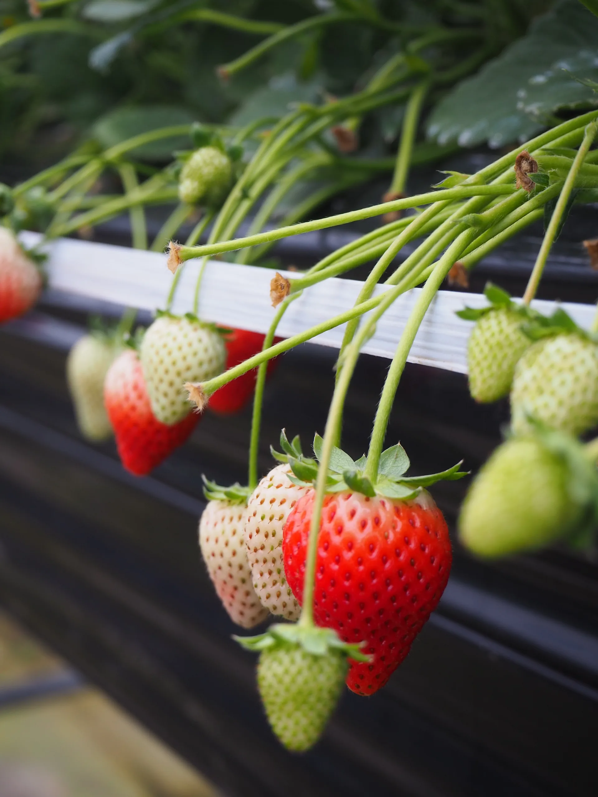 今が旬！那須塩原で『いちご』を堪能😋