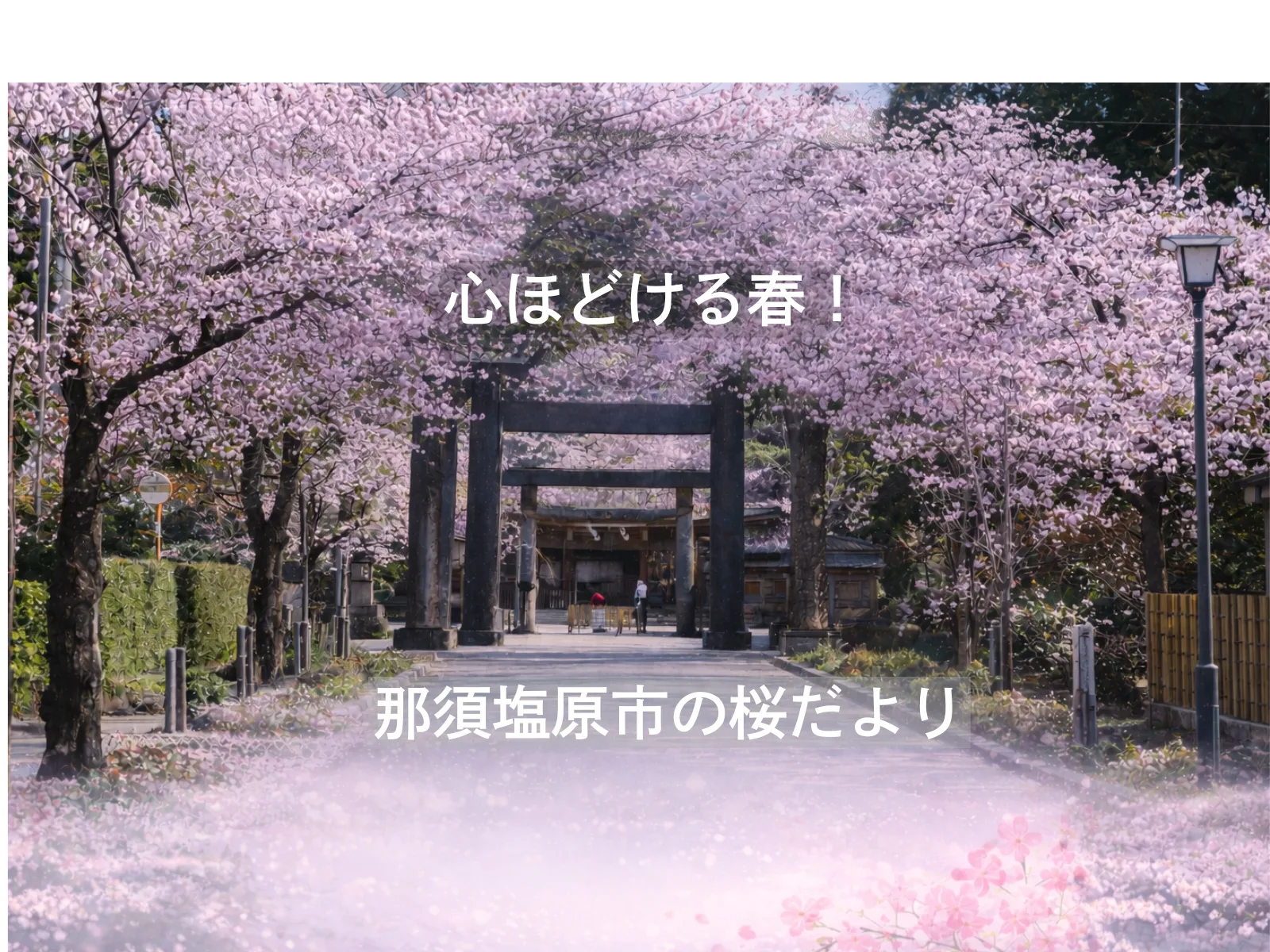 最新の開花情報を更新します