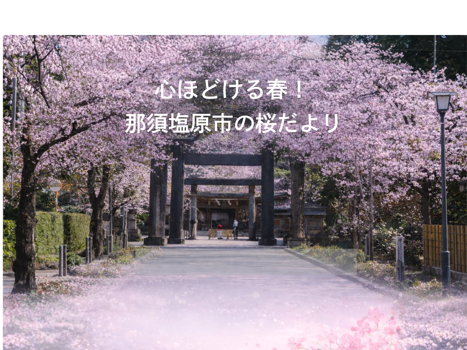 最新の開花情報を更新します