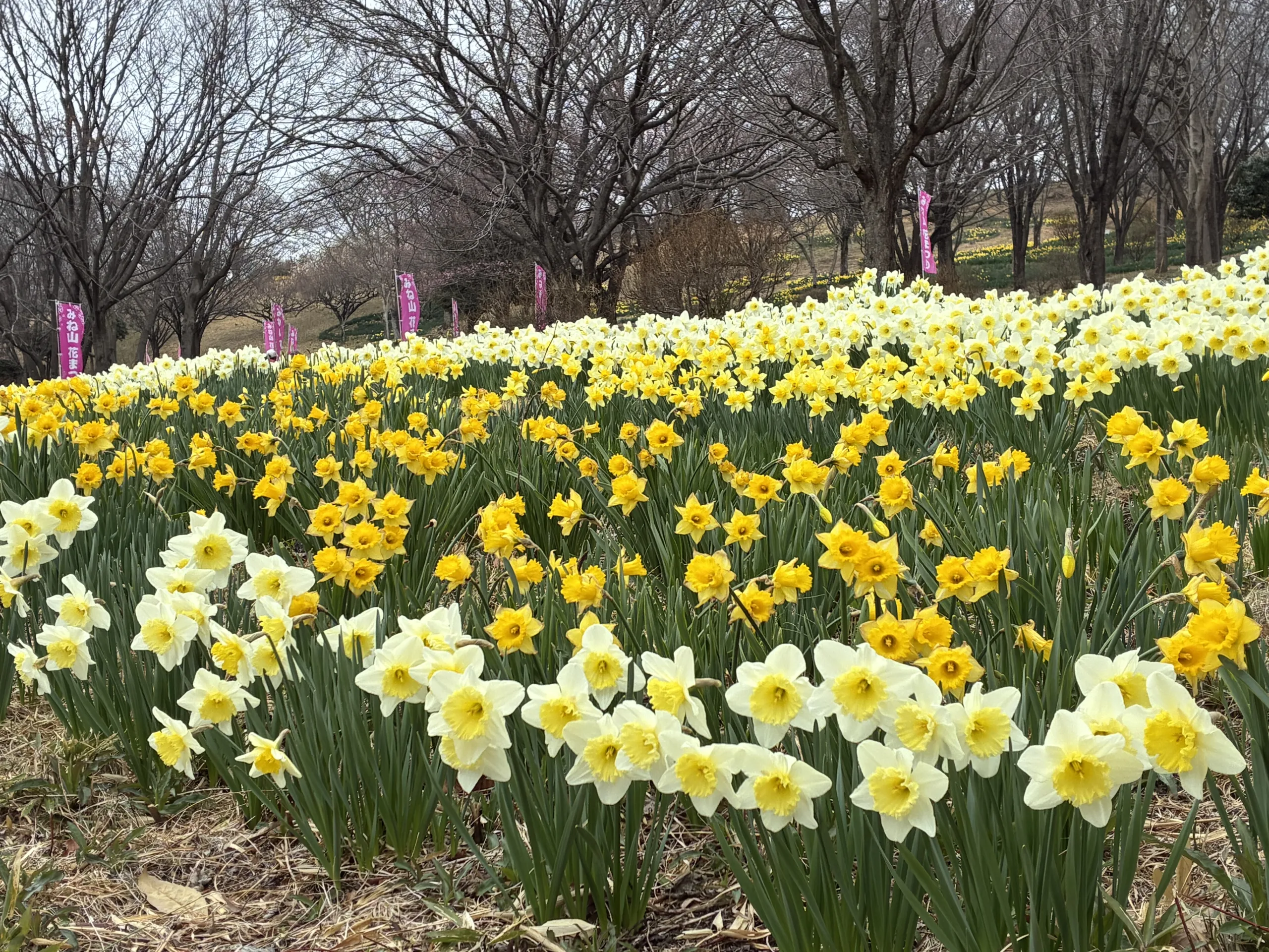 東那須野公園のスイセンが見頃を迎えています。