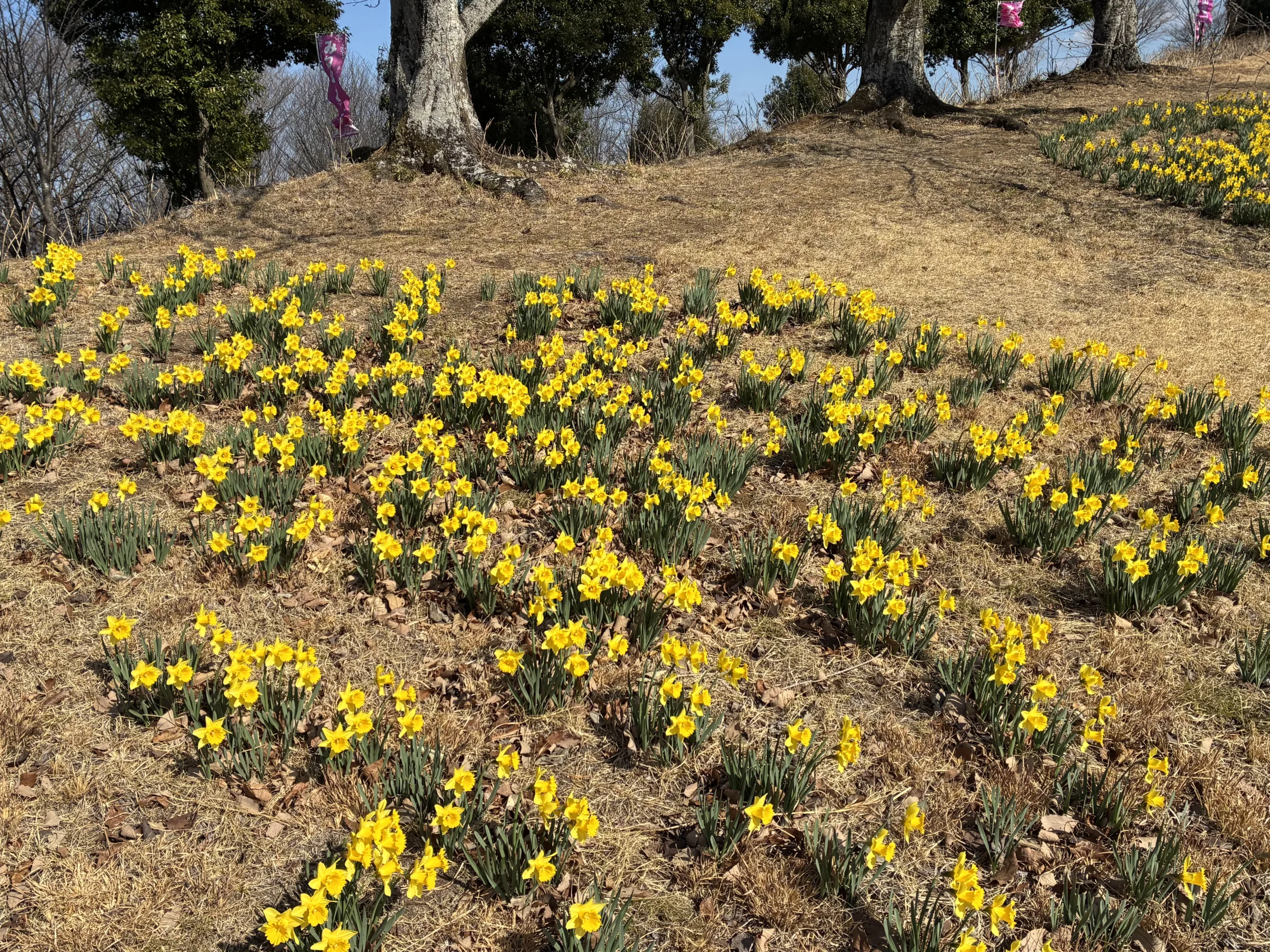 東那須野公園の水仙が開花しました