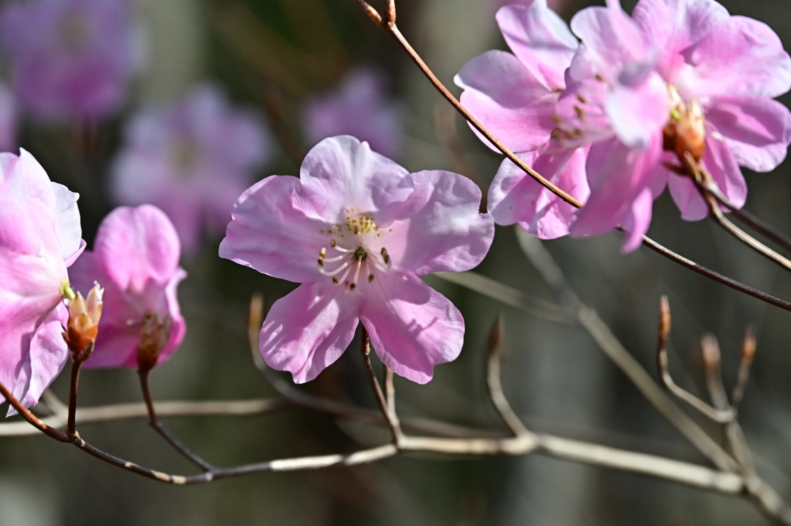 木の俣園地の花だより(2026.4.14現在）