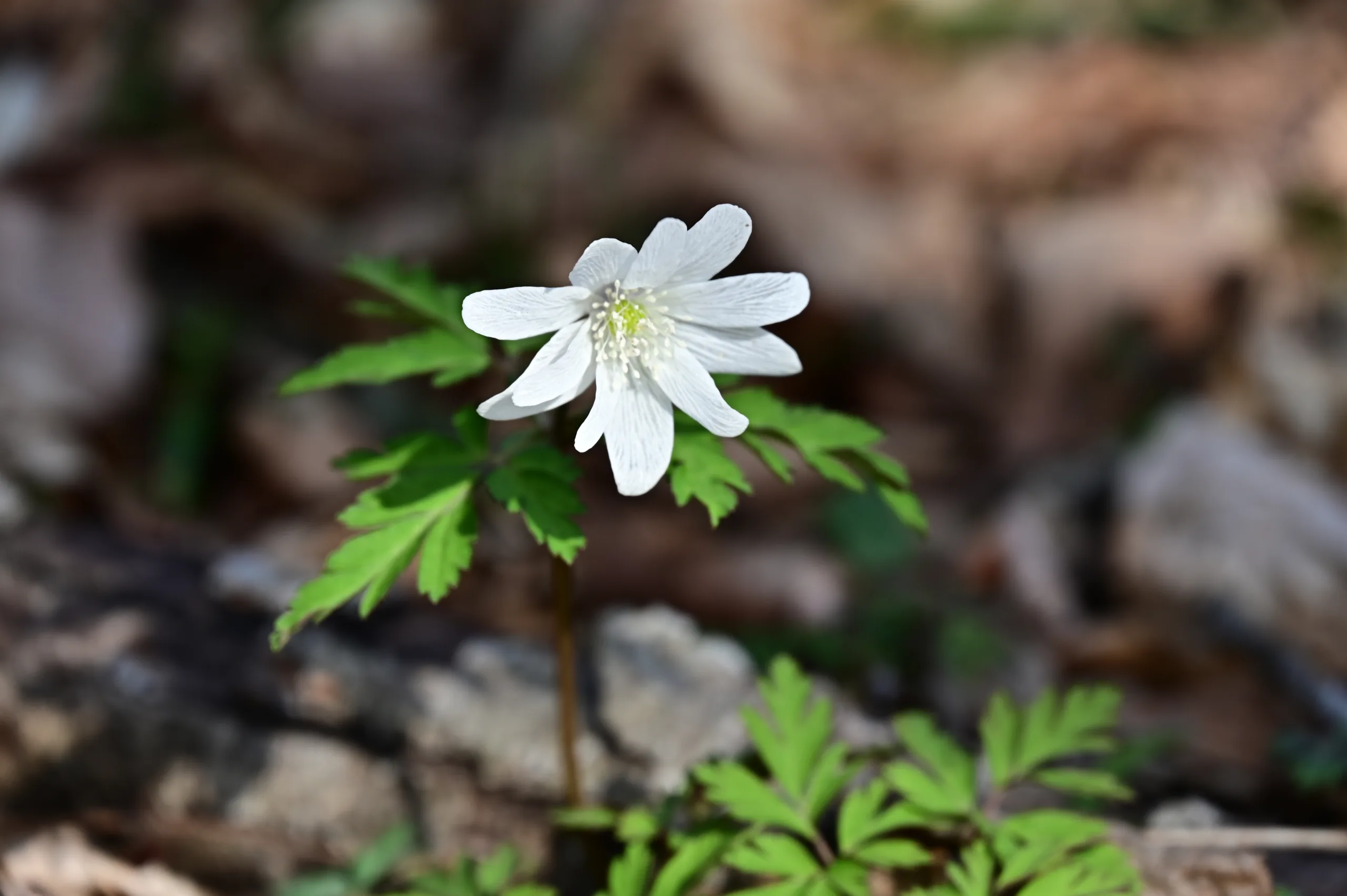 木の俣園地の花だより