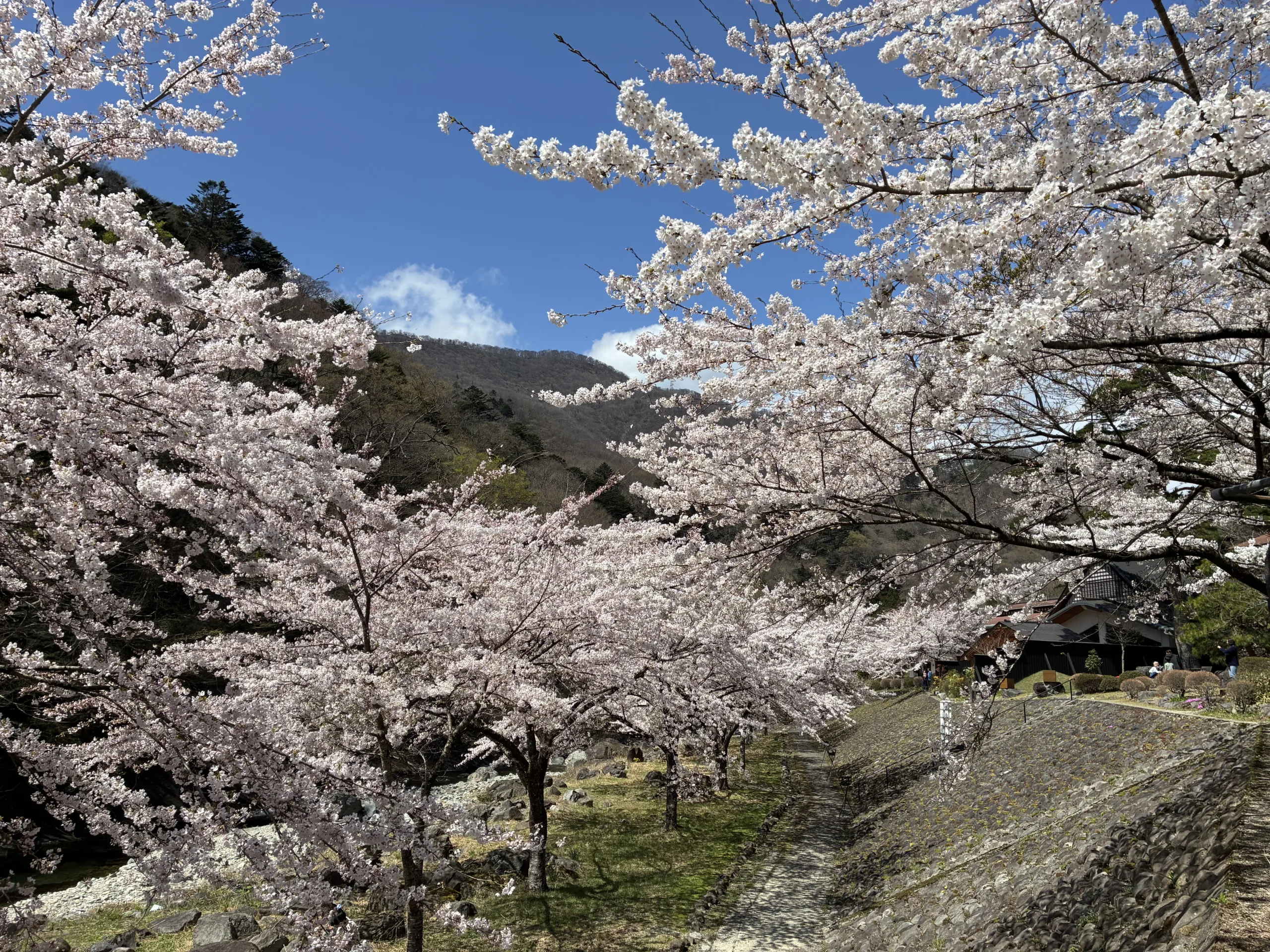 最新の開花情報を更新します