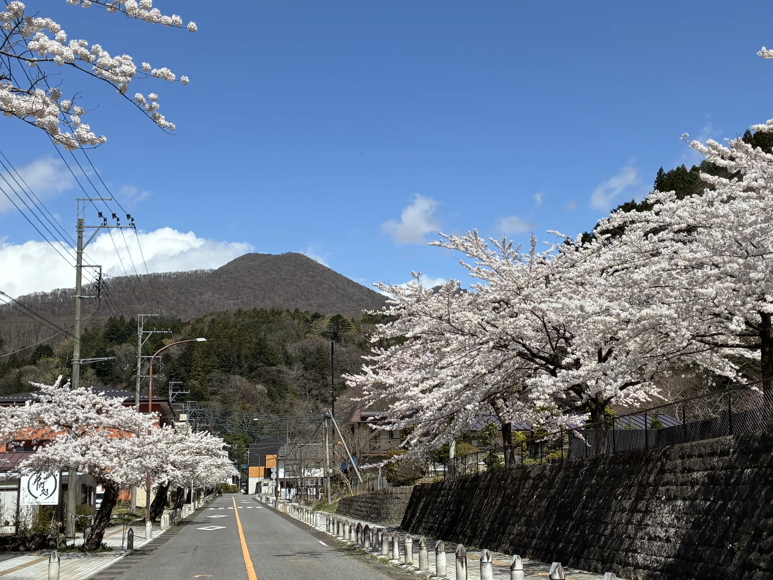 板室温泉の桜が見頃を迎えました