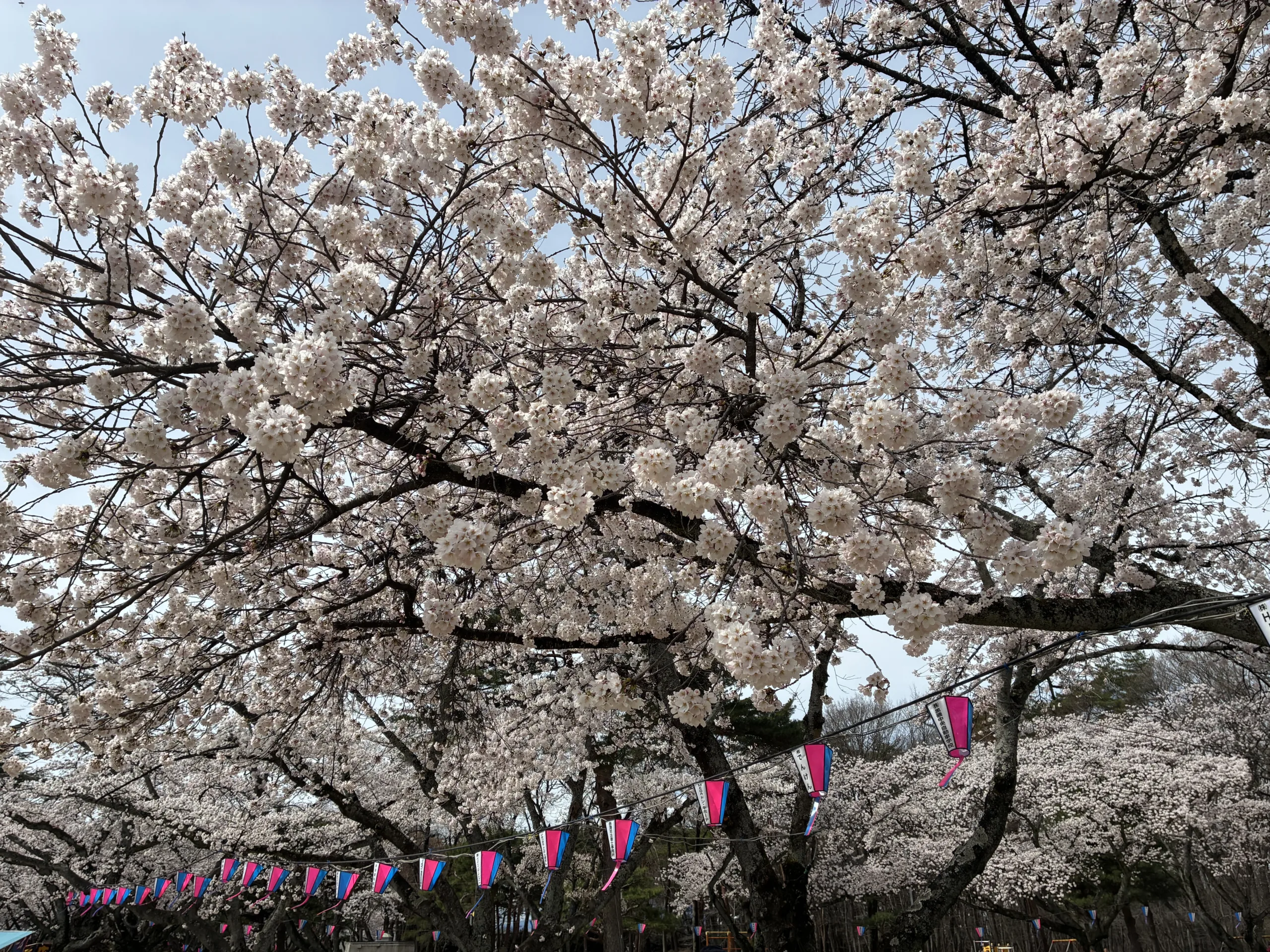黒磯エリアの桜が見頃を迎えました