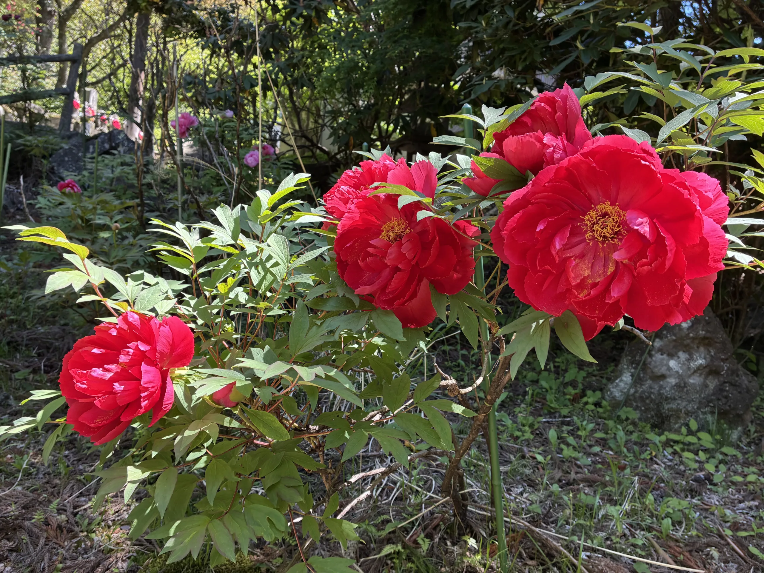 百花繚乱！妙雲寺ぼたん開花状況【5月10日現在　見頃】