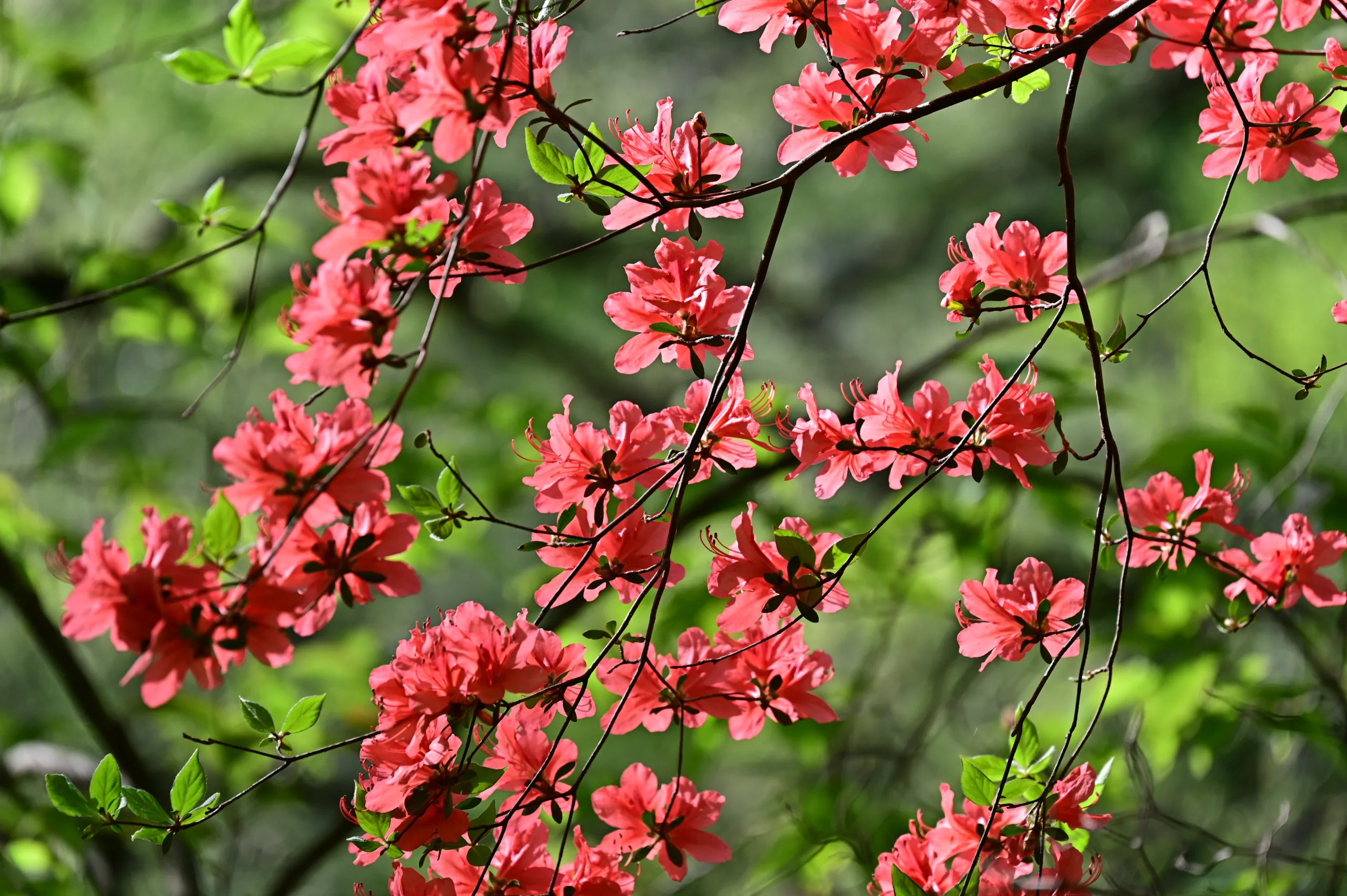 木の俣園地の花だより(2026.5.5現在）