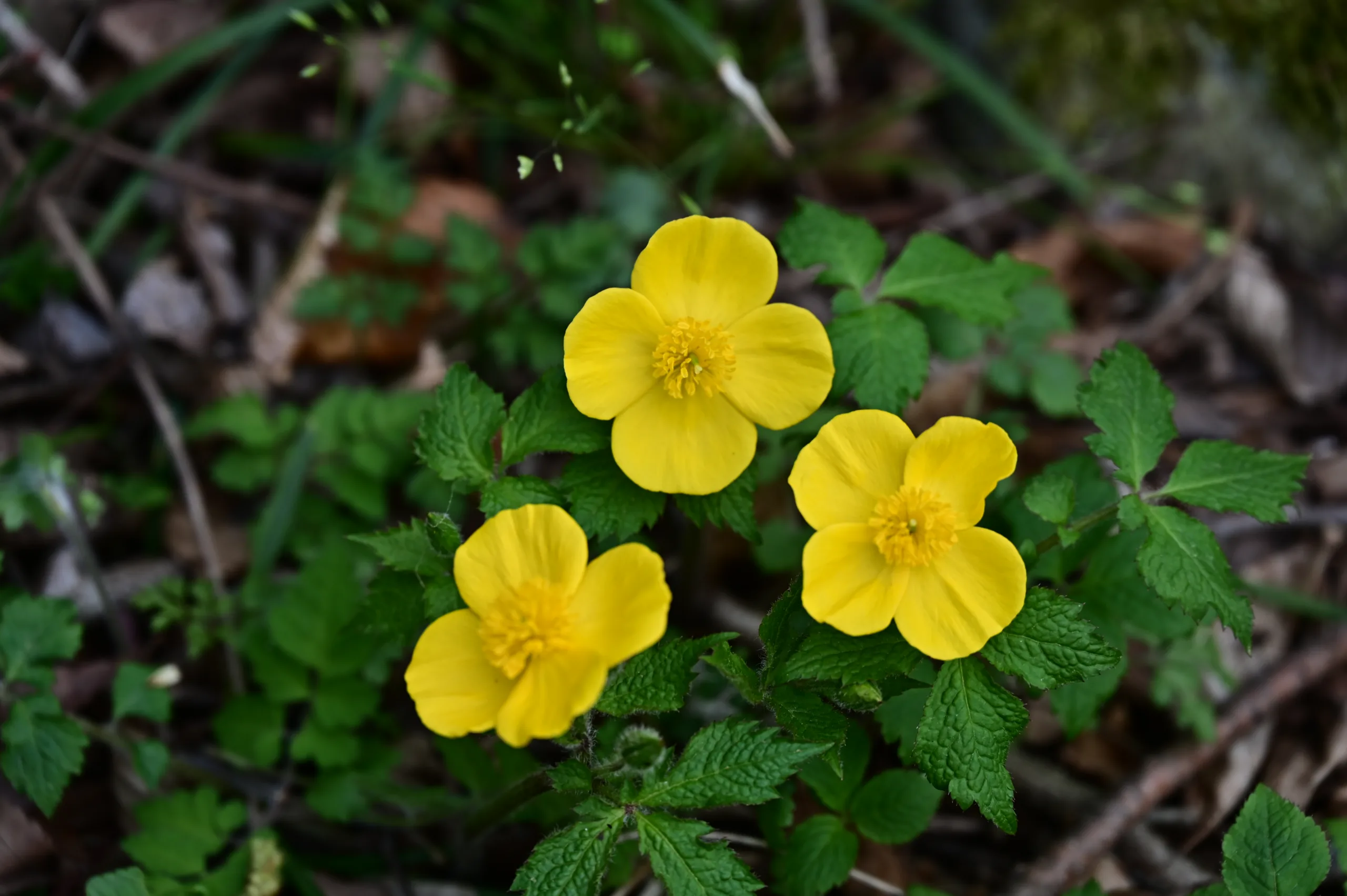 木の俣園地の花だより(2026.4.24現在）