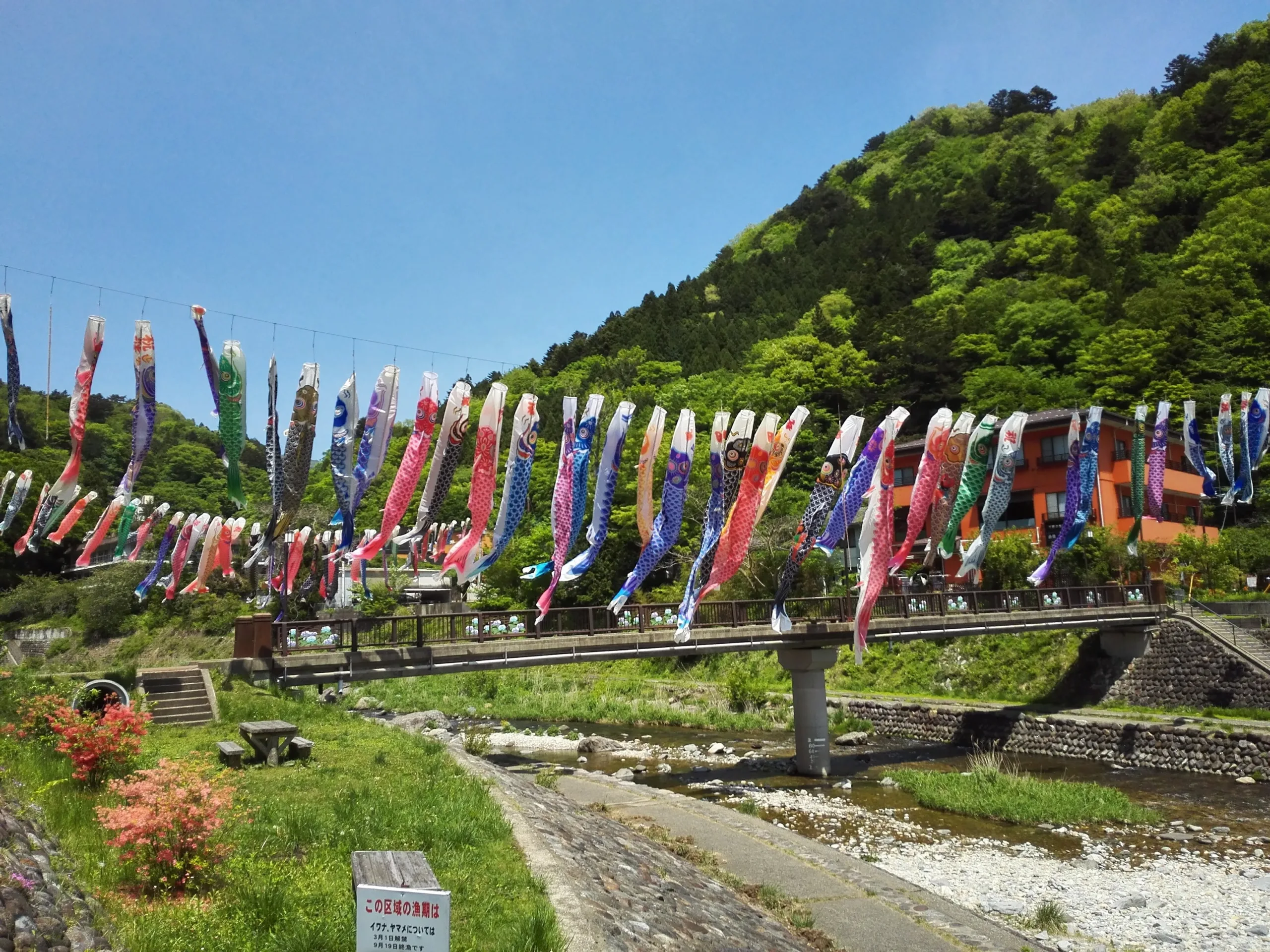 板室温泉　鯉のぼり