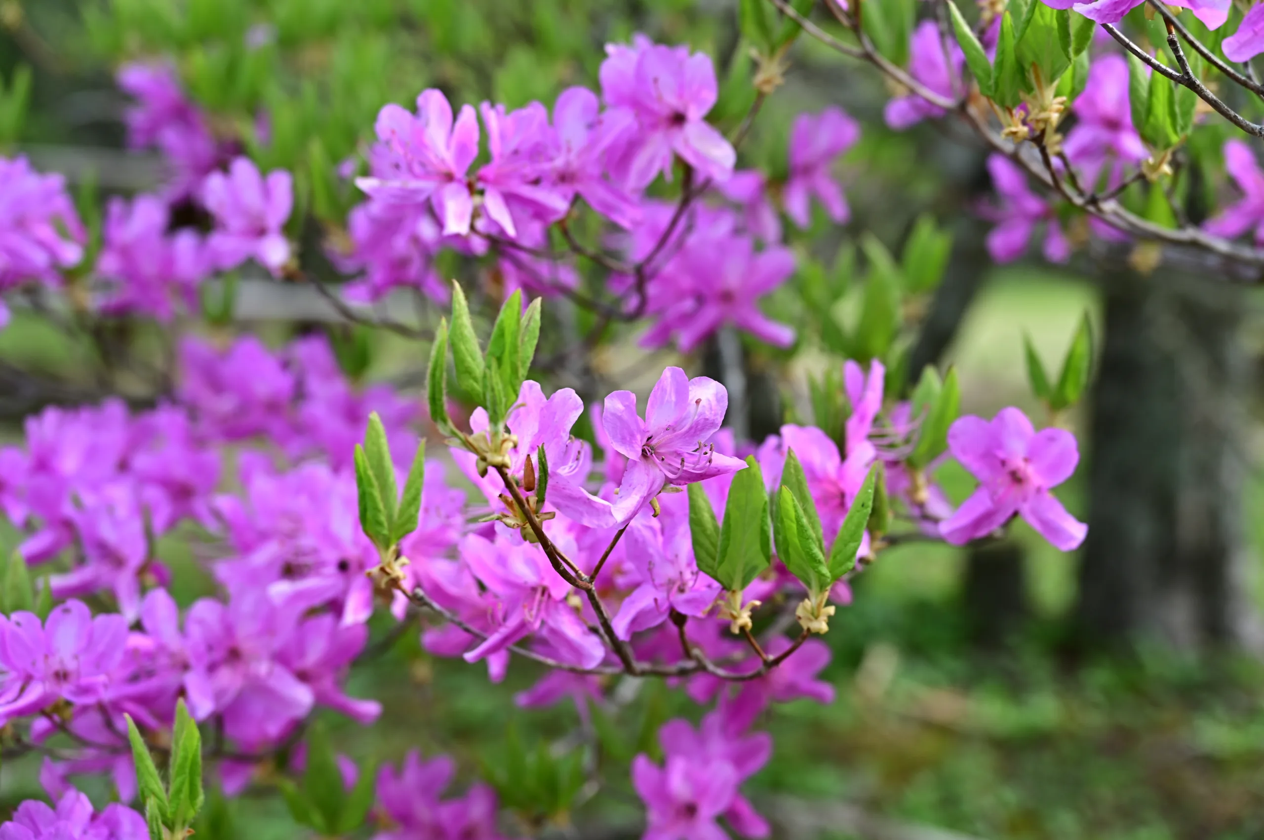 沼ッ原湿原開花情報【5月14日　現在】