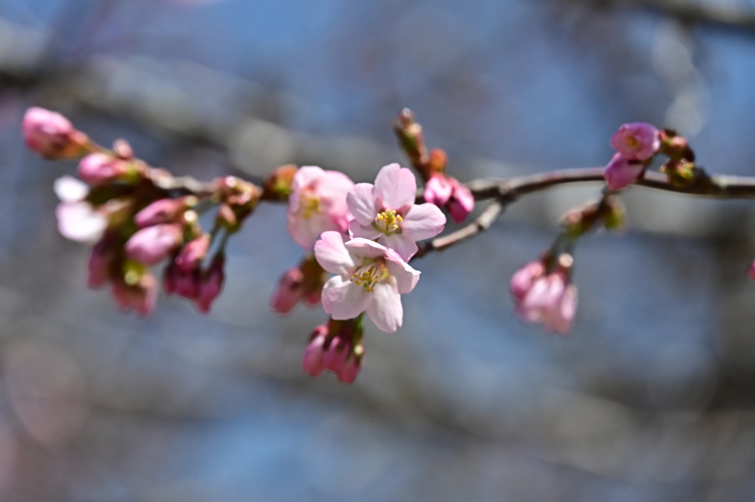 沼ッ原湿原開花情報