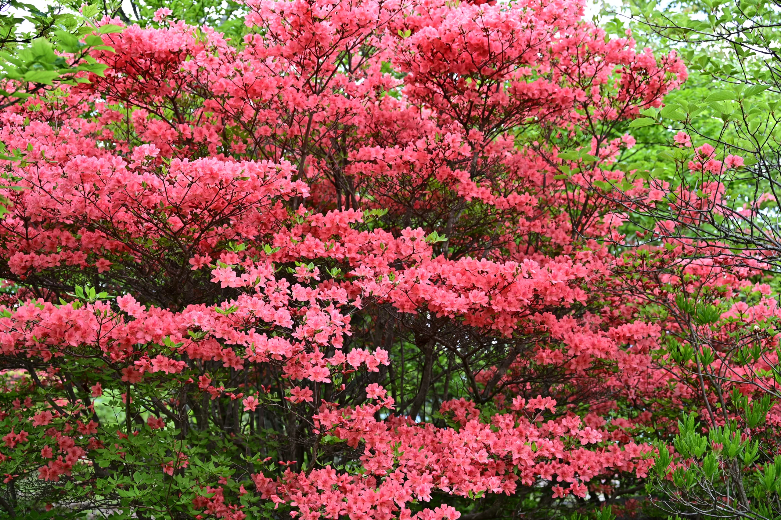 沼ッ原湿原開花情報【5月23日 現在】