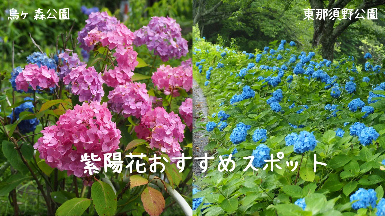 紫陽花の開花が始まりました。