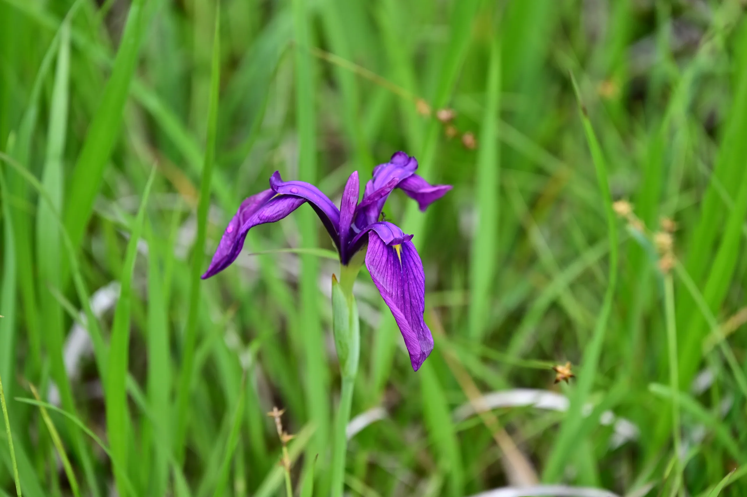 沼ッ原湿原開花情報【７月23日 現在】